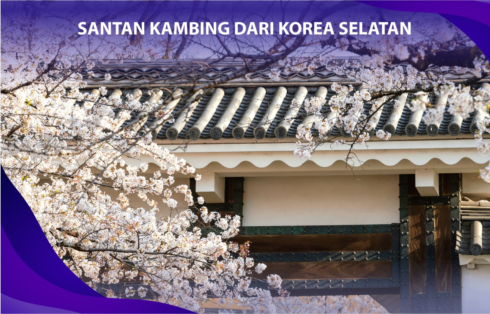 SANTAN KAMBING DARI KOREA SELATAN